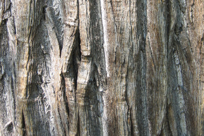 Oak House, oak bark detail