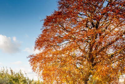 Hidden Courtyard, autumn tree in garden